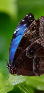 Blue butterfly resting on green leaves, showcasing natural beauty.