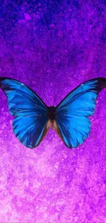 Vibrant blue butterfly on a purple background.