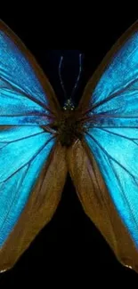 Vibrant blue butterfly wings on black background wallpaper.