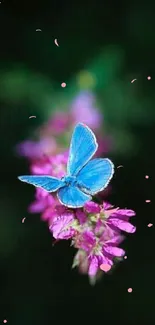 A vibrant blue butterfly on vivid pink flowers with a dark green background.