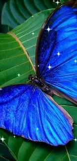 Blue butterfly on lush green leaves wallpaper