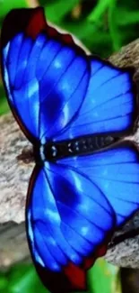 Close-up of a vibrant blue butterfly on a natural background, perfect for phone wallpaper.