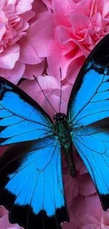 Blue butterfly on pink flower background.