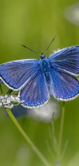 Vibrant blue butterfly resting on white flowers against green backdrop.