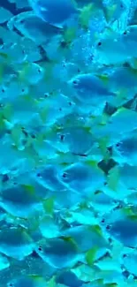 School of vibrant blue fish swimming underwater.