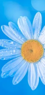 Blue daisy with dewdrops on a vibrant background.