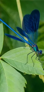 A vibrant blue dragonfly resting on lush green leaves.