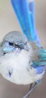 A vibrant blue fairy wren sits gracefully, displaying intricate feathers.