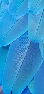 Close-up of vibrant blue feathers for mobile wallpaper.