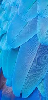 Close-up of vibrant blue feathers with a detailed texture.