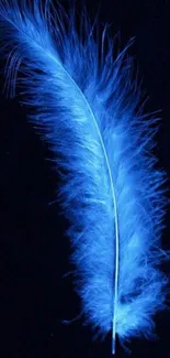 A vibrant blue feather on a dark background mobile wallpaper.