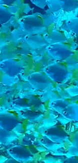 Vibrant turquoise fish swimming in abundance.