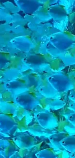 A vibrant school of blue fish swimming underwater, creating a tranquil wallpaper.