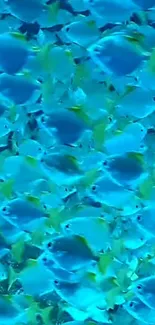 Vibrant school of blue and yellow fish swimming in harmony.