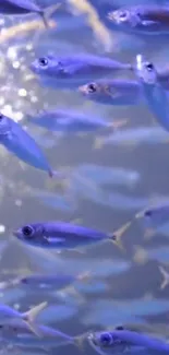 Vibrant school of blue fish swimming in the ocean.