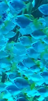 Vibrant school of blue and yellow fish swimming.