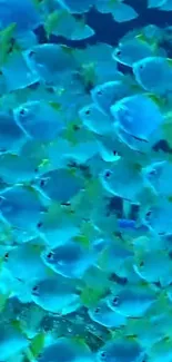 Vibrant school of blue fish swimming in ocean.