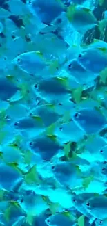 School of blue fish creates vibrant underwater wallpaper.