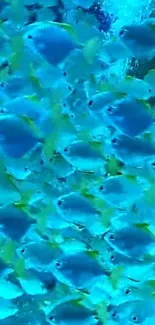 Vibrant school of blue fish in ocean setting.