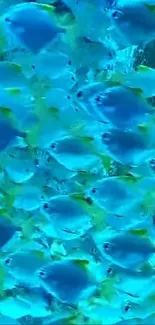 A vibrant school of blue fish swimming in the ocean.