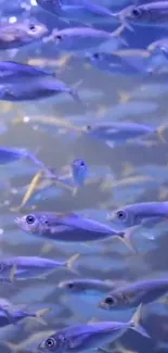 School of vibrant blue fish swimming underwater.