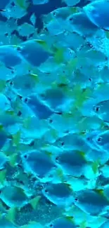 Blue-toned wallpaper with a school of fish.