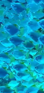 A mobile wallpaper showing a vibrant school of blue fish swimming in the ocean.