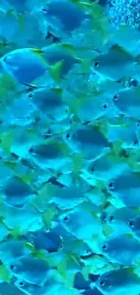 Vibrant blue fish school creating dynamic marine wallpaper.