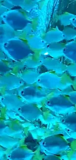 A school of vibrant blue fish swimming in ocean waters, creating a serene scene.