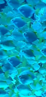 A vibrant school of blue fish swimming together underwater.