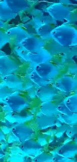 Vibrant school of blue and green fish in ocean wallpaper.