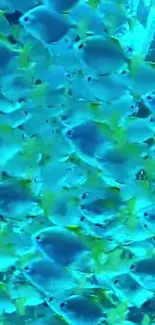 School of vibrant blue fish swimming underwater.