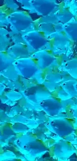 Close-up of a vibrant blue fish school creating a captivating mobile wallpaper.