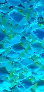 Mesmerizing swarm of blue fish in an underwater scene for mobile wallpaper.