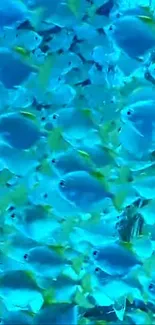 Vibrant blue fish swarm in ocean wallpaper.