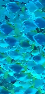 A vibrant swarm of blue fish in the ocean, creating a lively underwater scene.