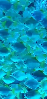 A vibrant swarm of blue fish underwater showcasing marine life.