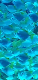 Vibrant blue fish swarm in underwater scene wallpaper.