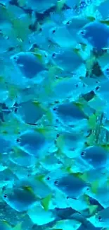 Swarm of vibrant blue fish swimming underwater.