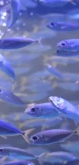 Vibrant blue fish swarm in the ocean, creating a mesmerizing marine scene.