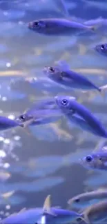 Vibrant blue fish swimming in serene underwater scene.