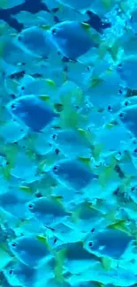 Vibrant blue fish swimming in the ocean.