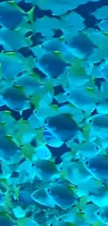 A vibrant wallpaper of blue fish swimming underwater.