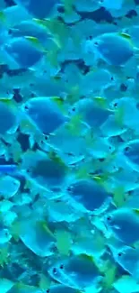 Vibrant wallpaper of blue fish swimming.