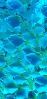 Vibrant blue fish swimming in an aquatic scene wallpaper.