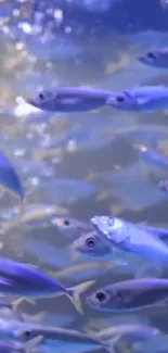 A vibrant underwater scene with blue fish swimming.