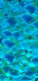 Vibrant blue fish swimming in ocean wallpaper.