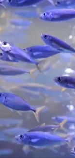 Vibrant school of blue fish swimming in serene water.