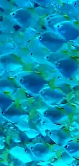 A vibrant blue fish school swimming in tranquil ocean waters, perfect for wallpaper.