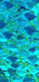 Vibrant blue fish swimming in a mesmerizing pattern.